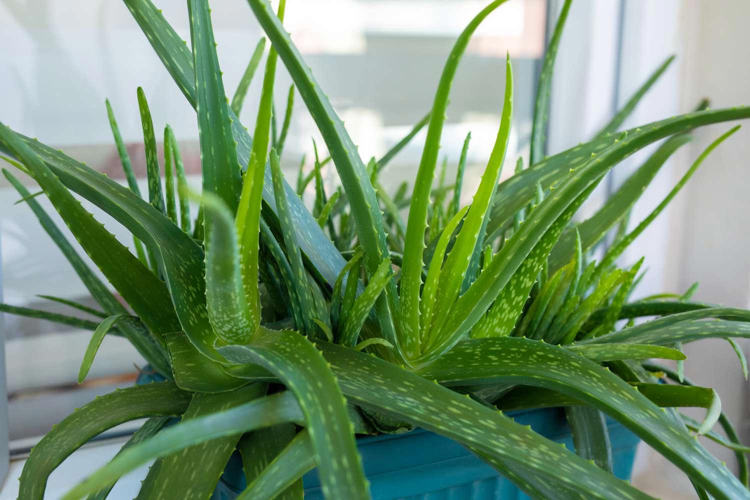 Aloe isn’t just for burns anymore!