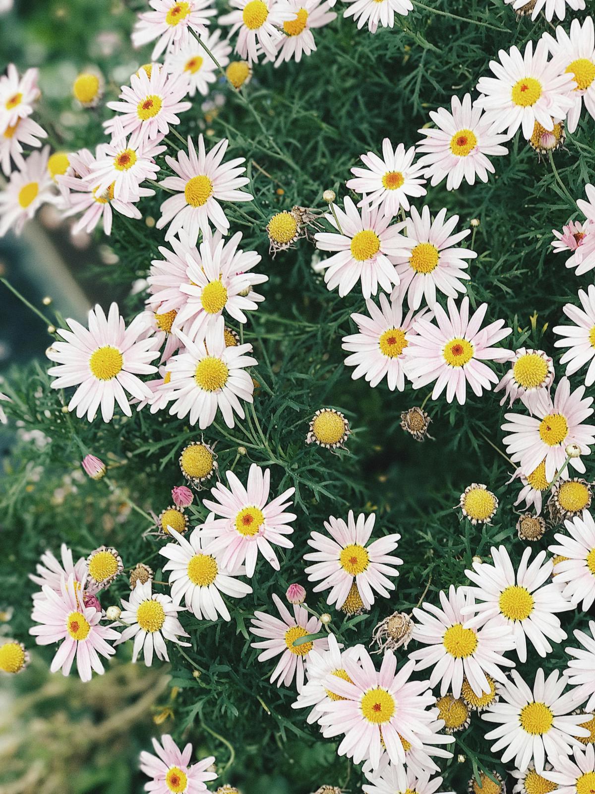 C is for Chamomile