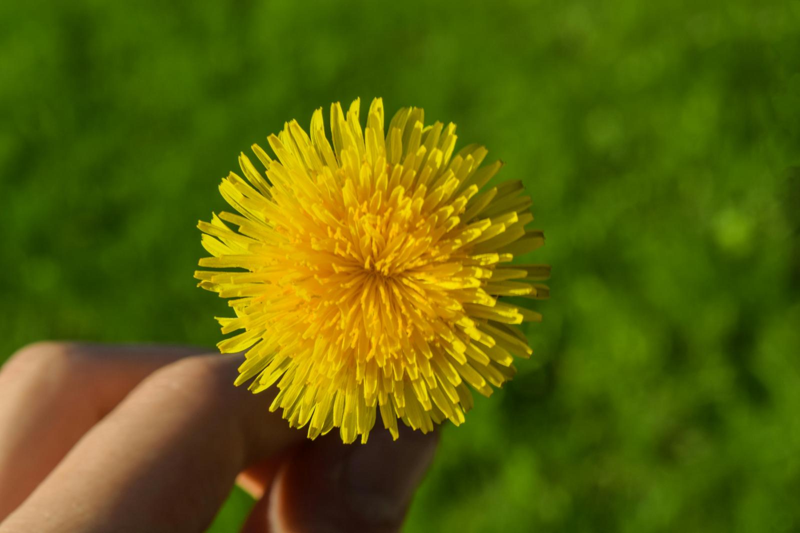 D is for Dandelion